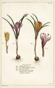 Différentes espèces de crocus de printemps (Dupin) - Muzeo.com