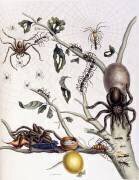 Divers arachnides d'Amérique du Sud (Maria Sibylla Graff Merian) - Muzeo.com