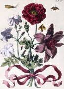 Divers insectes et fleurs européens (Maria Sibylla Graff Merian) - Muzeo.com