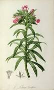 Echium Grandiflorum (Pierre Joseph Redouté) - Muzeo.com