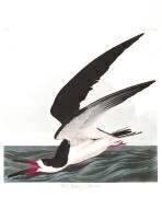 Écumoire noire ou puffin (John James Audubon) - Muzeo.com