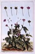 Érable à fleurs ou mauve indienne (Pierre-Joseph Buchoz) - Muzeo.com