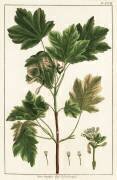 Erable italien (anonyme) - Muzeo.com
