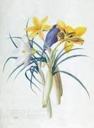 Étude de quatre espèces de crocus (Georg Dionysius Ehret) - Muzeo.com
