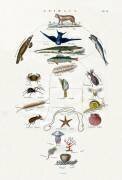 Evolution (anonyme) - Muzeo.com