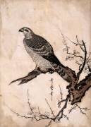 Faucon sur une branche de prunier (Kitagawa Utamaro) - Muzeo.com