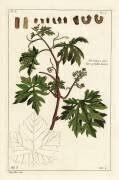 Feuilles et raisins bourgeonnant sur une vigne à raisin (Dupin) - Muzeo.com