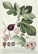 Ficus (Georg Dionysius Ehret) - Muzeo.com