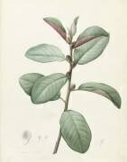 Ficus Rubeginosa (Pierre Joseph Redouté) - Muzeo.com