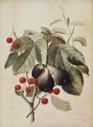 Figues et cerises (Georg Dionysius Ehret) - Muzeo.com