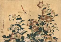 Fleur de Kikyo et libellule (Hokusai) - Muzeo.com