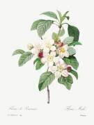 Fleur de pommier (Pierre Joseph Redouté) - Muzeo.com