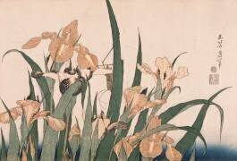 Fleurs d'iris et sauterelle (Hokusai) - Muzeo.com
