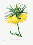 Fritillaire (Pierre Joseph Redouté) - Muzeo.com