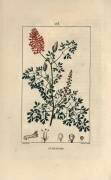 Fumeterre officinale ou Foot de Celine (Pierre Jean Francois Turpin) - Muzeo.com