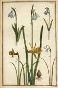 Galanthus nivalis (Daniel Rabel) - Muzeo.com