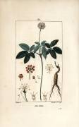 Ginseng (Pierre Jean Francois Turpin) - Muzeo.com