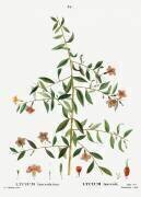 Goji berry or Chinese wolfberry (Pierre Joseph Redouté) - Muzeo.com