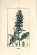 Grande lobélie ou lobélie siphilitique - Fleur de cardinal bleue (Pierre Jean Francois Turpin) - Muzeo.com