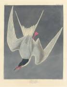 Grande sterne (John James Audubon) - Muzeo.com