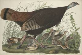 Great American Hen and Young (John James Audubon) - Muzeo.com