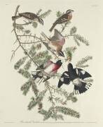 Gros-bec à poitrine rose (John James Audubon) - Muzeo.com