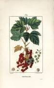 Groseiller (Pierre Jean Francois Turpin) - Muzeo.com