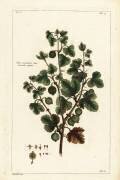 Grosselier epineux (Dupin) - Muzeo.com