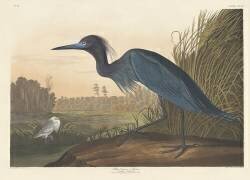Grue bleue ou héron (John James Audubon) - Muzeo.com