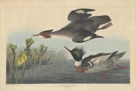 Harle huppé (John James Audubon) - Muzeo.com