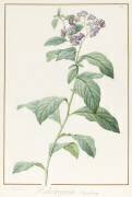 Heliotropium Corymbosurn (Pierre Joseph Redouté) - Muzeo.com