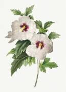 Hibiscus syriacus (Pierre Joseph Redouté) - Muzeo.com