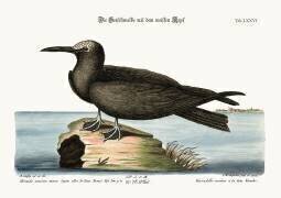 Hirondelle marine à la tête blanche (Mark Catesby) - Muzeo.com