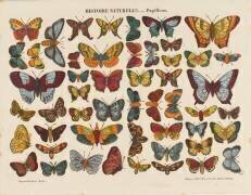 Histoire naturelle : papillons (anonyme) - Muzeo.com