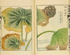 Honzô zufu (Jôshô Iwasaki) - Muzeo.com