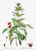 Hummingbird fuchsia (Pierre Joseph Redouté) - Muzeo.com