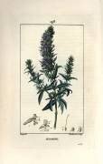 Hyssop officinale ou hysope - Hysope (Pierre Jean Francois Turpin) - Muzeo.com