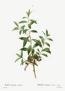 Ilex cassine (Pierre Joseph Redouté) - Muzeo.com