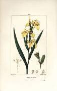 Iris (Pierre Jean Francois Turpin) - Muzeo.com
