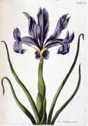 Iris bulbeux pâle (Maria Sibylla Graff Merian) - Muzeo.com