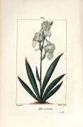 Iris de Florence (Pierre Jean Francois Turpin) - Muzeo.com