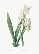 Iris Florentina (Pierre Joseph Redouté) - Muzeo.com