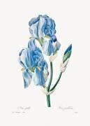 Iris Pallida (Pierre Joseph Redouté) - Muzeo.com