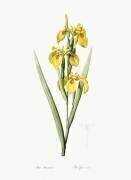 Iris Pseudacorus (Pierre Joseph Redouté) - Muzeo.com