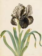 Iris Susiana (Maria Sibylla Graff Merian) - Muzeo.com