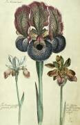 Iris susiana major et Iris bisantina angustifolia (Georg Dionysius Ehret) - Muzeo.com