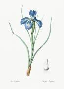 Iris Xyphioides (Pierre Joseph Redouté) - Muzeo.com