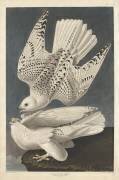 Islande ou Faucon pèlerin (John James Audubon) - Muzeo.com