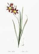 Ixia Tricolor (Pierre Joseph Redouté) - Muzeo.com
