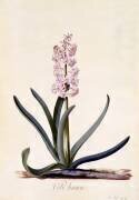 Jacinthe Coq des champs (Georg Dionysius Ehret) - Muzeo.com